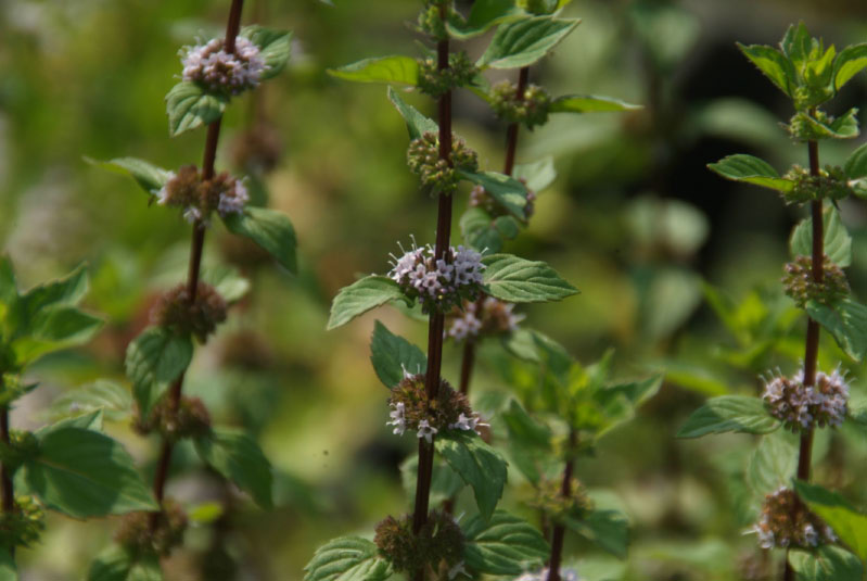 Mentha x gentilis 'Variegata'Palingkruid, Gembermunt bestellen